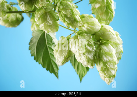 Branche de houblon sur un fond bleu Banque D'Images