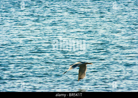 Mouette voler à travers la mer Banque D'Images