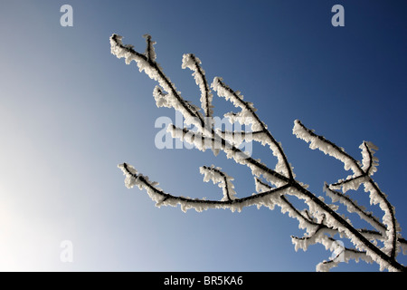 Couvert de la direction générale avec le gel, contre le ciel bleu Banque D'Images