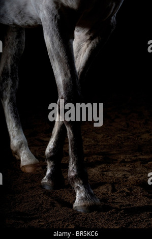 Un cheval blanc / gris photographié sur un fond sombre. Photo par Jim Holden Banque D'Images