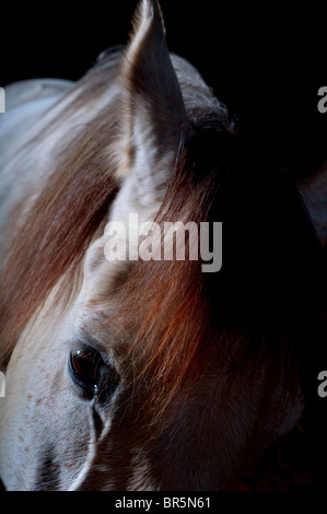 Un cheval blanc / gris photographié sur un fond sombre. Photo par Jim Holden Banque D'Images