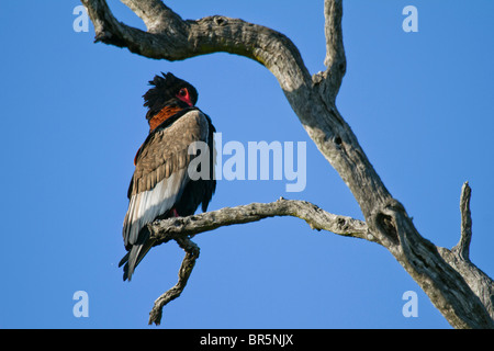 (Terathopius ecaudatus Bateleur femelle) au lissage dans le Parc National Kruger, Afrique du Sud Banque D'Images