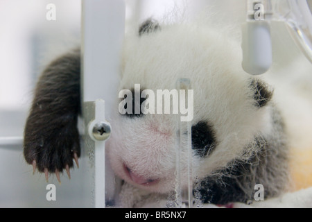 3-month-old panda cub, Xi'an, Shanghai, Chine Banque D'Images