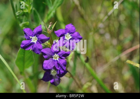 La vénus européenne Looking Glass - Maïs Bellflower - Maïs Violet (Legousia speculum-veneris) floraison en été Banque D'Images