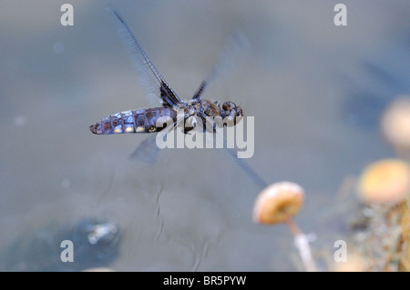 À corps large Chaser Dragonfly (Libellula depressa) en vol au dessus de l'eau, l'Oxfordshire, UK. Banque D'Images