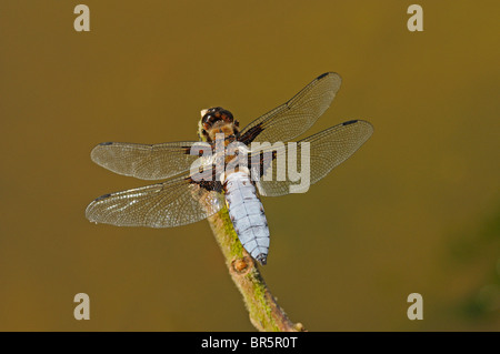 À corps large Chaser Dragonfly (Libelulla depressa) mâle au repos sur l'eau, l'Oxfordshire, UK. Banque D'Images