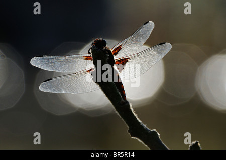 À corps large Chaser Dragonfly (Libellula depressa) au repos en silhouette, Oxfordshire, UK. Banque D'Images