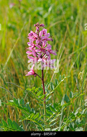 Buisson ardent ou faux Dittany (Dictamnus albus) fleur, Bulgarie Banque D'Images