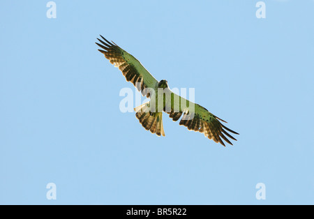 Aigle botté (Hieraaetus pennatus) en vol, Bulgarie Banque D'Images