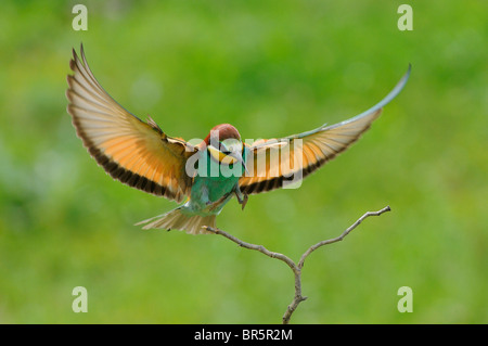 Guêpier d'Europe (Merops apiaster) sur le point d'atterrir sur des rameaux, la Bulgarie. Banque D'Images