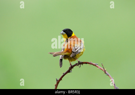 À tête noire (Emberiza melanocephala) mâle perché sur une branche, Bulgarie Banque D'Images