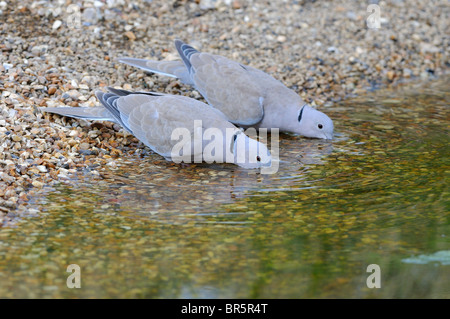 Tête (Streptopelia decaocto) deux au bord de l'eau potable, l'Oxfordshire, UK. Banque D'Images