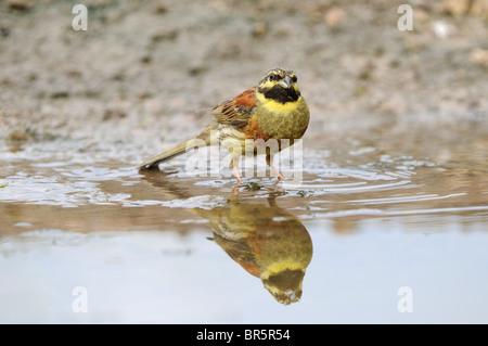 Cirl Bunting (Emberiza cirlus) hommes debout dans l'eau de piscine, la Bulgarie Banque D'Images