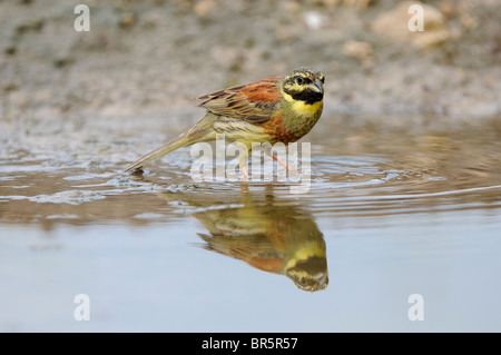 Cirl Bunting (Emberiza cirlus) hommes debout dans l'eau de piscine, la Bulgarie Banque D'Images