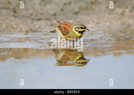 Cirl Bunting (Emberiza cirlus) hommes debout dans l'eau de piscine, la Bulgarie Banque D'Images