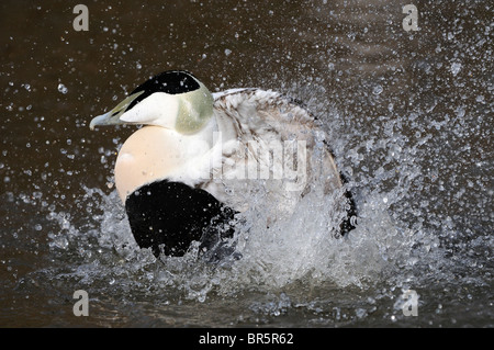 Eider européenne (Somateria mollissima) mâle echelle, Slimbridge, Royaume-Uni. Banque D'Images