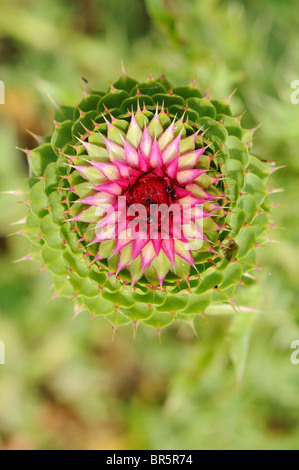 Le musc Chardon (Carduus nutans) vue de l'élaboration de fleur, Bulgarie Banque D'Images