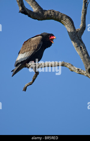 (Terathopius ecaudatus Bateleur femelle) appelant à son partenaire à proximité, dans le Parc National Kruger, Afrique du Sud Banque D'Images