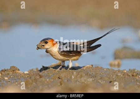 Hirondelle rousseline (Hirundo daurica) avec beak pleine de boue pour la construction du nid, la Bulgarie Banque D'Images