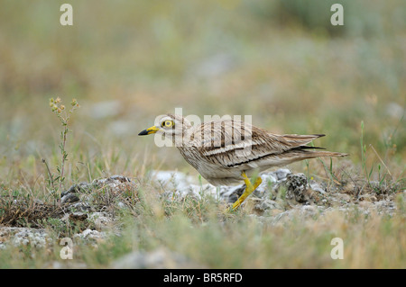 Stone-curlew (Burhinus bistriatus) sur le point de s'asseoir sur son nid, Bulgarie Banque D'Images