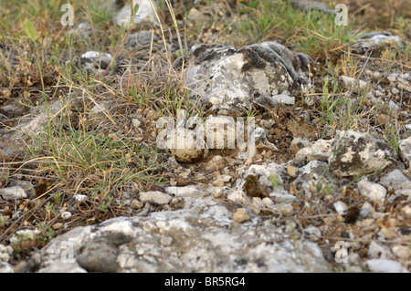 Stone-curlew (Burhinus bistriatus) nichent sur le sol avec deux œufs, Bulgarie Banque D'Images