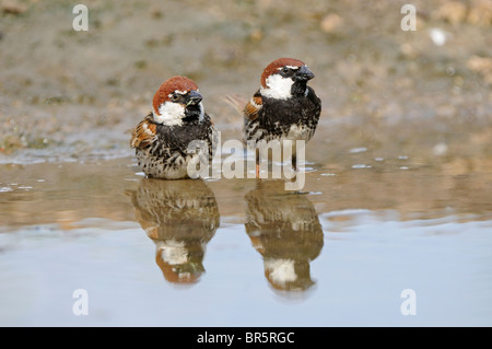 Moineau espagnol (Passer hispaniolensis) deux oiseaux debout dans l'eau de piscine, la Bulgarie Banque D'Images