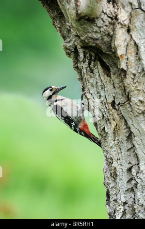 Pic mar (Dendrocopos syriacus syrien) femmes perché à l'entrée du nid, Bulgarie Banque D'Images