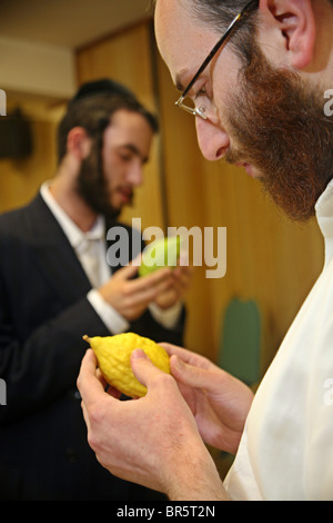 Deux hommes juifs orthodoxes sélectionner leur Etrog (cédrat) pour la fête de Souccot, la fête des Tabernacles. Banque D'Images