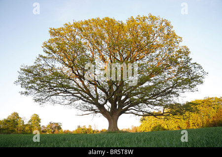 Grand, vieux chêne, chêne commun, chêne anglais, Quercus robur, au coucher du soleil au printemps avec des feuilles vertes fraîches dans un champ de blé Banque D'Images