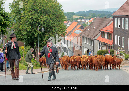 Le bétail traverse la ville au cours de la traditionnelle, Wiesenbluetenfest St Andreasberg, Harz, Basse-Saxe, Allemagne Banque D'Images