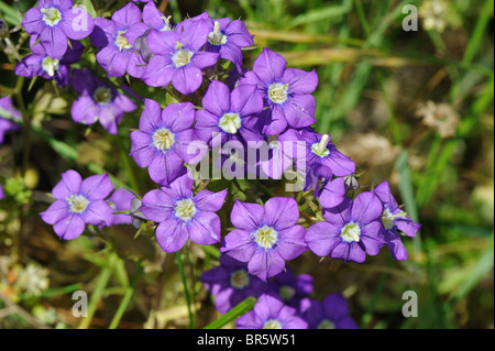 La vénus européenne Looking Glass - Maïs Bellflower - Maïs Violet (Legousia speculum-veneris) floraison en été Banque D'Images