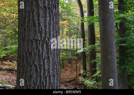 L'écorce des arbres close up dans une forêt de feuillus, l'Est des Etats-Unis. Banque D'Images