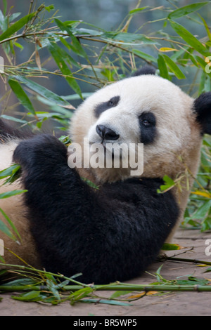 Grand panda cub babmoo manger dans la forêt, Xi'an, Shanghai, Chine Banque D'Images
