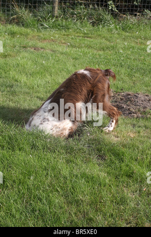 English springer spaniel creuser ou regardant vers le bas le trou de lapin Banque D'Images