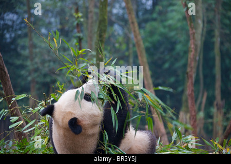 Grand panda cub babmoo manger dans la forêt, Xi'an, Shanghai, Chine Banque D'Images