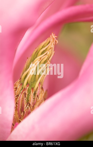 Close up od Magnolia 'Susan' Fleur Banque D'Images