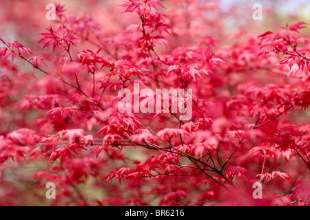 Acer palmatum Banque D'Images