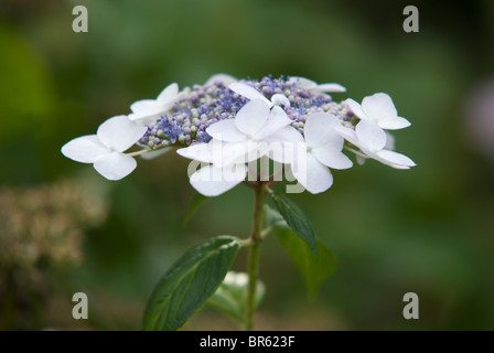 L'Hydrangea macrophylla VEITCHII Banque D'Images