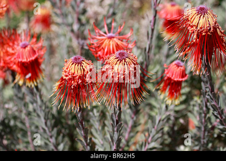 Protea rouge, fynbos fleurs dans kirstenbosch national botanical gardens, Cape Town, Afrique du Sud. Banque D'Images