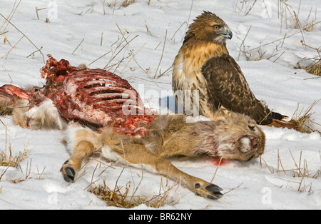 Hawk Buteo jamaicensis à Queue rouge se nourrissant de la carcasse des cerfs de l'est des États-Unis, par Skip Moody/Dembinsky photo Assoc Banque D'Images