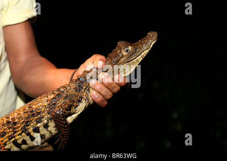 Cayman pris dans l'Amazonie brésilienne Banque D'Images