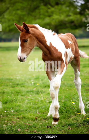 chevaux champ mousse mère mare herbe cheval Banque D'Images