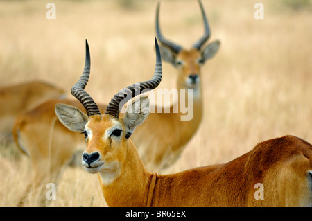 Deux Gazelles africaines une alerte grève causer sur les plaines de Parc national Queen Elizabeth en Ouganda Banque D'Images