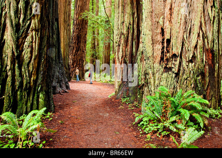 Sentier de randonnée à travers bois rouge Groves, Jedediah Smith Redwoods State Park, Californie. Banque D'Images