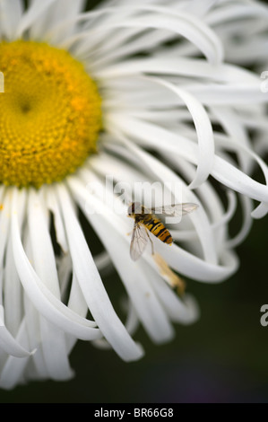 Hoverfly sur leucanthemum Banque D'Images