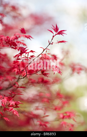 Acer palmatum Banque D'Images