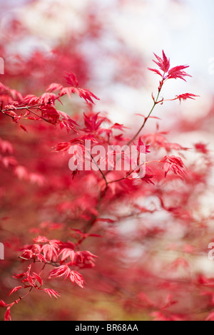 Acer palmatum Banque D'Images