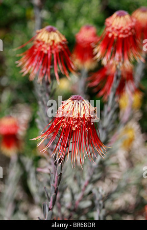 Protea rouge, fynbos fleurs dans kirstenbosch national botanical gardens, Cape Town, Afrique du Sud. Banque D'Images