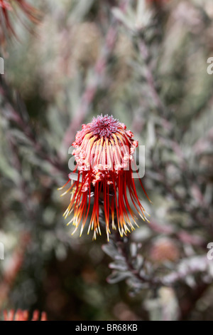 Protea rouge, fynbos fleur dans kirstenbosch national botanical gardens, Cape Town, Afrique du Sud. Banque D'Images