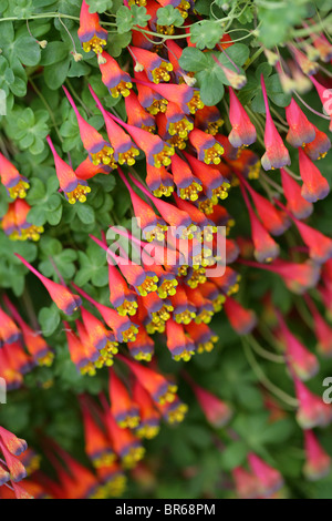 Ou bolivienne Nasturtium chilienne,Tropaeolum tricolor, Tropaeolaceae Banque D'Images